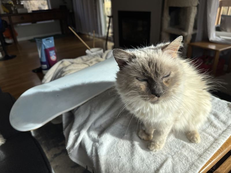 Fluffy cat lying on a towel next to the deck
