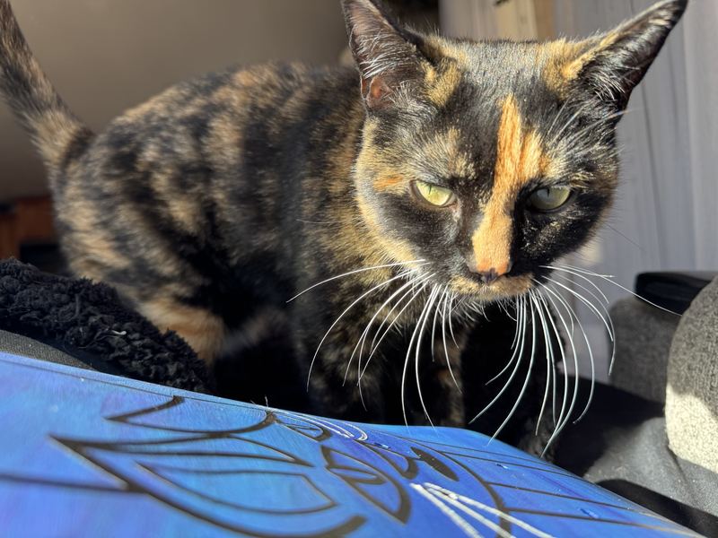 Tortoiseshell cat posing near the deck